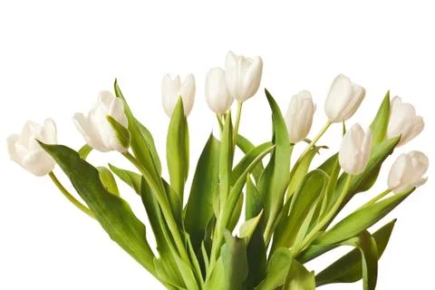 Spring Tulips in white Stock Photos