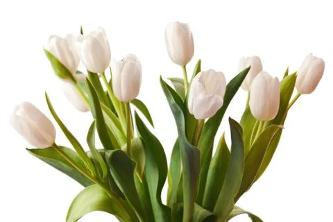 Spring Tulips in white Stock Photos