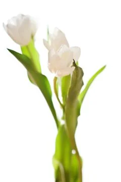 Spring Tulips in white Stock Photos