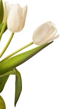 Spring Tulips in white Stock Photos