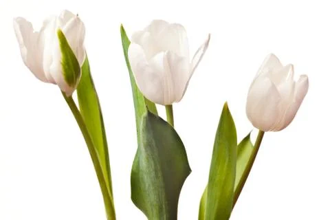 Spring Tulips in white Foto stock