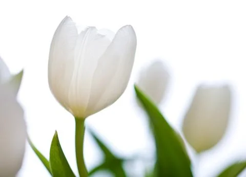 Spring Tulips in white Stock Photos
