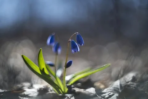 Spring tune Stock Photos