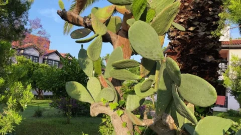 Spring in Turkey. Close up of green cactus also called Warm hand against blue Stock Footage 242852996