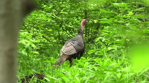 Spring turkey Video stock 63281580