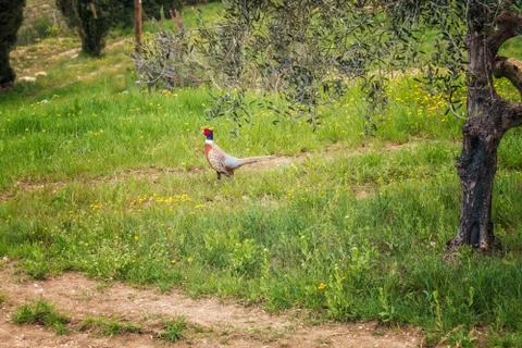 Spring in Tuscany 스톡 사진