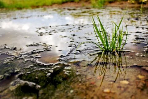 Spring tussock in marsh Stock Photos