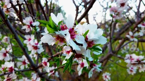 Spring: twig with almond blossoms Stock Footage 149780352