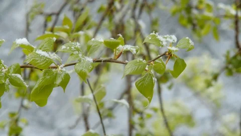 Spring Twig and Snowflakes Stock Footage 127386780