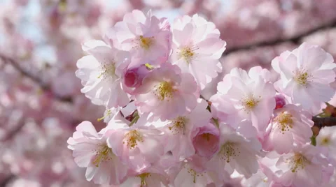 Spring twig on background with pink blossom Stock Footage 36411612