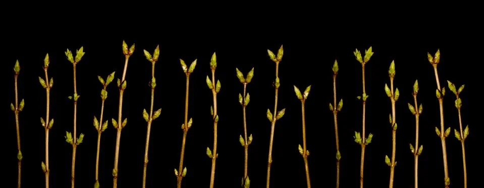 Spring twig border Foto stock