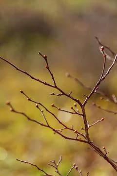 Spring twig bucket with rain drops. Stock Photos