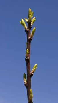 Spring twig buds Stock Photos