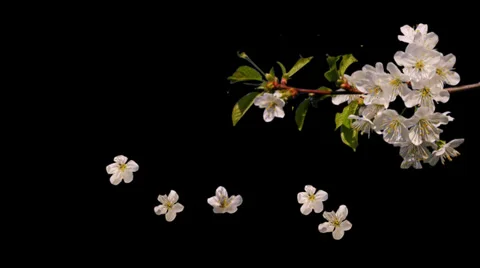 Spring twig with flowers falling alpha Stock Footage 35873585