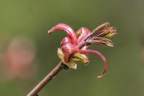 Spring twig of the tree Stock Photos