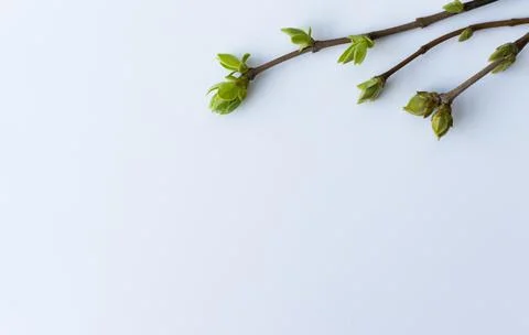 Spring twigs with first leaves on a white background with copy space. Stock Photos