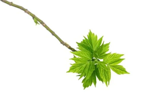 Spring twigs of maple ash with young green leaves Stock Photos