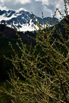 Spring twigs in the mountains Foto stock