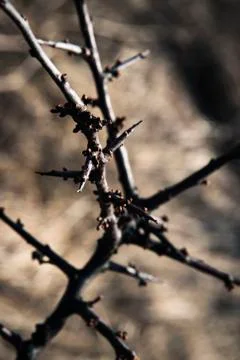 Spring twigs of the thorns Stock Photos