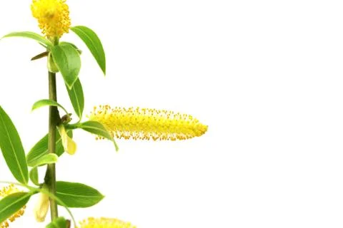 Spring twigs of willow with young green leaves and yellow catkins Stock Photos