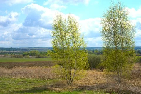 Spring. Two trees against the background of fields and woods in the distance. Stock Photos