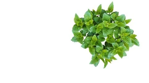 Spring unblown bush of Gauston's ageratum,long flowering Mexican Stock Illustration