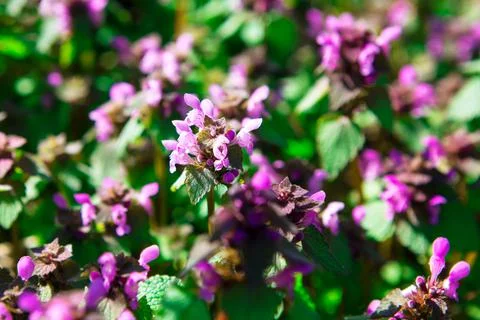 Spring Uncultivated Flowers Stock Photos