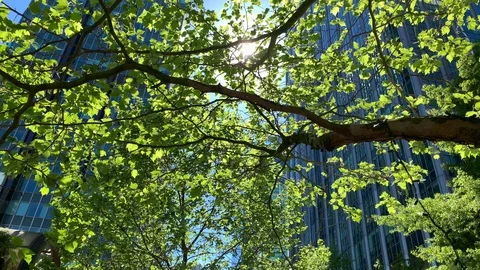 Spring under Trees Downtown Stock Footage 127078254