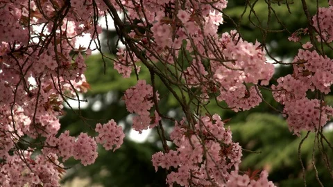 Spring at University of Washington Vídeo Stock 89454579
