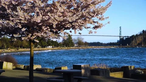 Spring Vancouver - Ampleside Beach - Lions Gate Bridge -  Blooming Cherry Stock Footage 152433265