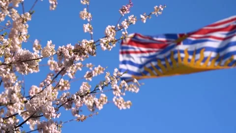 Spring Vancouver - BC Flag and Sakura Tree Stock Footage 152254565