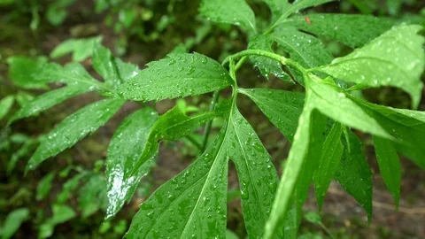 Spring vegetation and raindrops Stock Footage 112146940