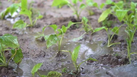 Spring vegetation recovery, grass seedlings grow in the rain Stock Footage 154453917