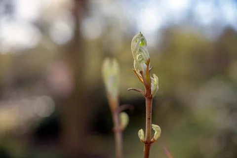 Spring Vegitation Stock Photos