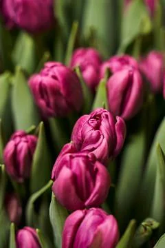 Spring vertical background. beautiful round buds of purple tulips grow close to  Stock Photos