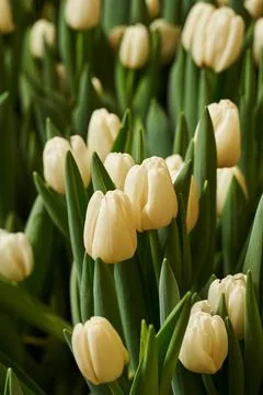 Spring vertical background. beautiful white tulips with round buds grow close to Stock Photos