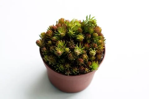 Spring vibes in a pot Stock Photos