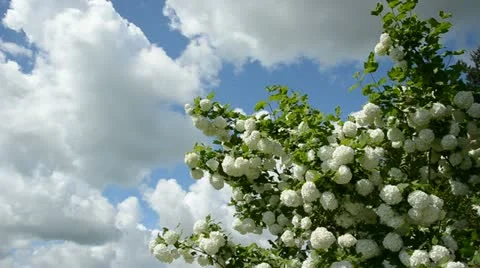 Spring viburnum  blossoms on sky background Stock Footage 11400522