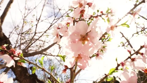 Spring video of flowering almond branches moving in the wind in the sun's rays Stock Footage 265982586