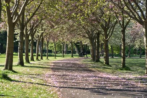 Spring view of blooming pink cherry trees in almost empty alley during COVID Stock Photos