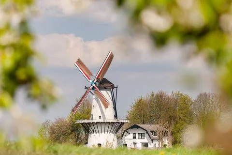 Spring view with blossoming fruit trees of a Dutch windmill in Deil, Gelderla Stock Photos