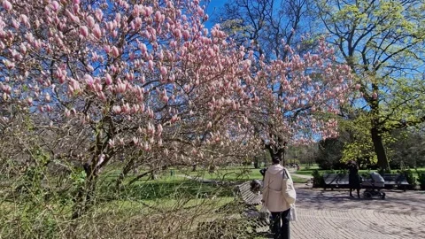 Spring view of blossoming trees and grass, Luzanky Park in Brno, Czech Republic Stock Footage 276971111