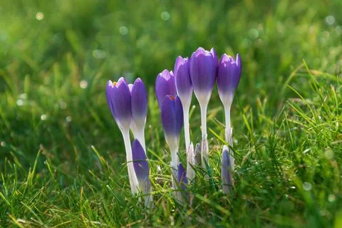 Spring view of blue saffron crocus flowers and sunlight blurred background with Stock Photos