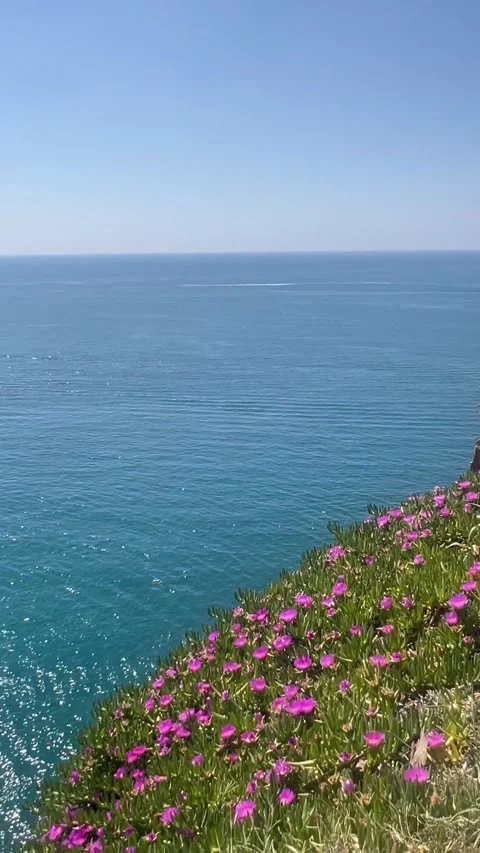 Spring view by the coast with flowers next to the sea Stock Footage 337119816