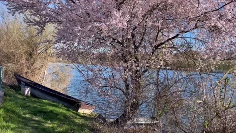 Spring view of the Danube River near Passau, Germany Stock Footage 306018552