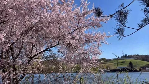 Spring view of the Danube River near Passau, Germany Stock Footage 306018575