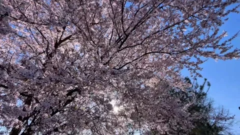 Spring view of the Danube River near Passau, Germany Stock Footage 306018630