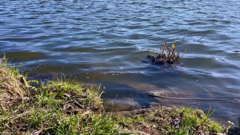 Spring view of the Danube River near Passau, Germany Stock Footage 306018782