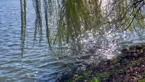 Spring view of the Danube River near Passau, Germany Stock Footage 306018783