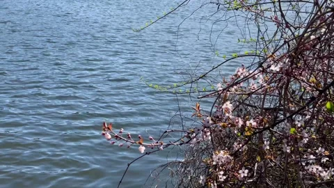 Spring view of the Danube River near Passau, Germany Stock Footage 306018909